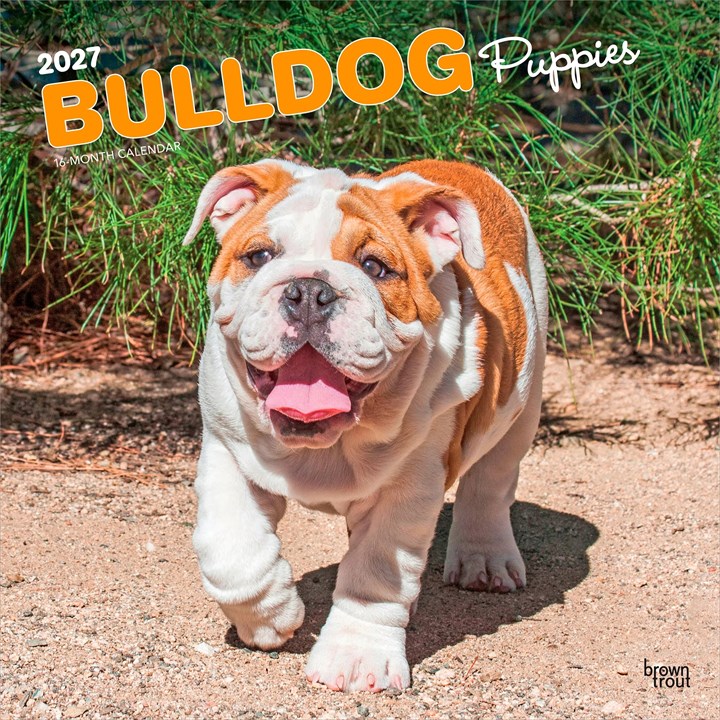 Bulldog Puppies Calendar 2027