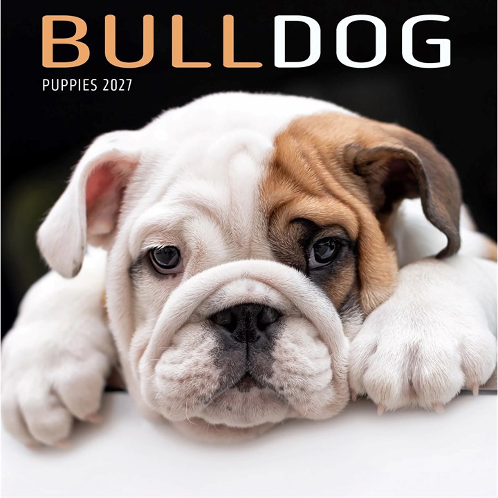 Bulldog Puppies Mini Calendar 2027