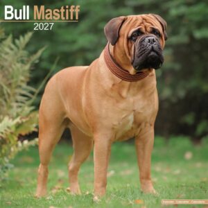 Bullmastiff Calendar 2027