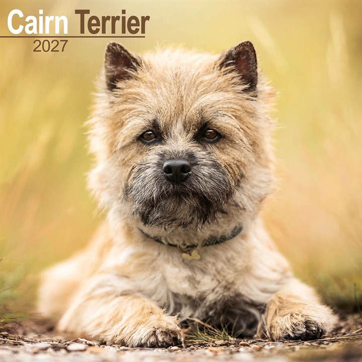 Cairn Terrier Calendar 2027