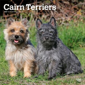 Cairn Terriers Calendar 2027