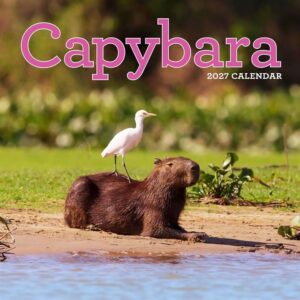 Capybara Calendar 2027