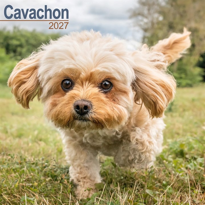 Cavachon Calendar 2027