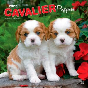 Cavalier King Charles Spaniel Puppies Calendar 2027
