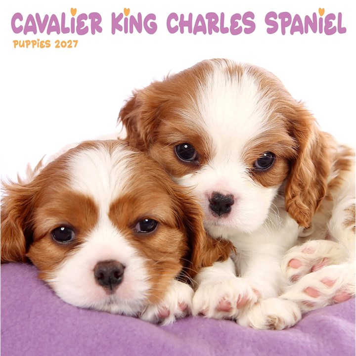 Cavalier King Charles Spaniel Puppies Mini Calendar 2027