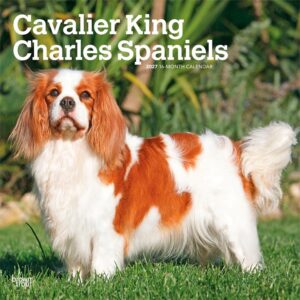 Cavalier King Charles Spaniels Calendar 2027