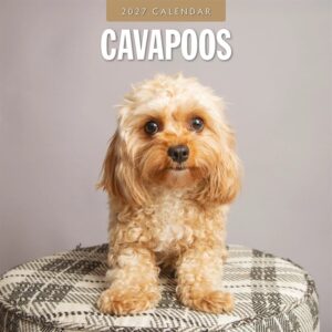 Cavapoos Calendar 2027