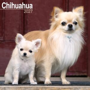 Chihuahua Calendar 2027