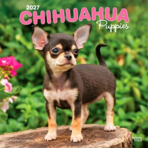 Chihuahua Puppies Calendar 2027