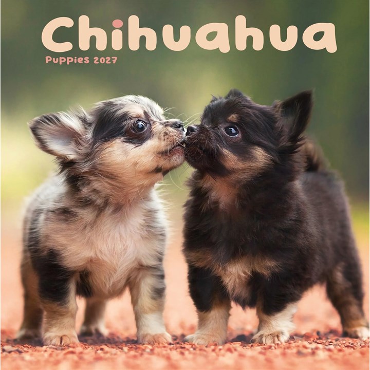 Chihuahua Puppies Mini Calendar 2027