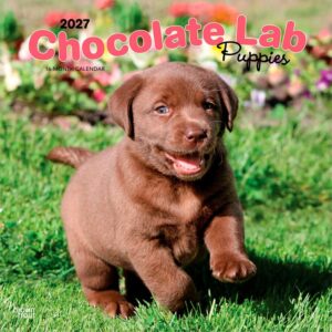 Chocolate Lab Puppies Calendar 2027