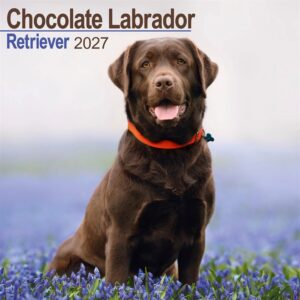 Chocolate Labrador Retriever Calendar 2027