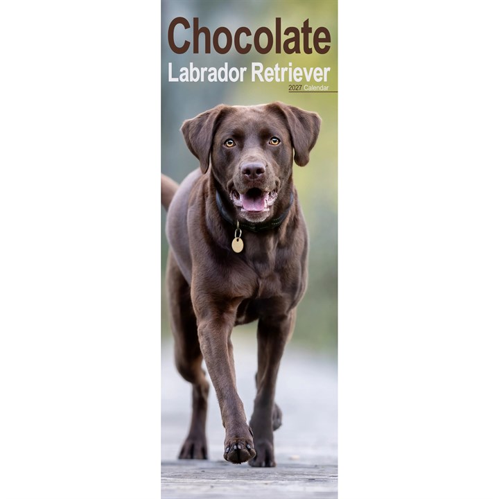 Chocolate Labrador Retriever Slim Calendar 2027