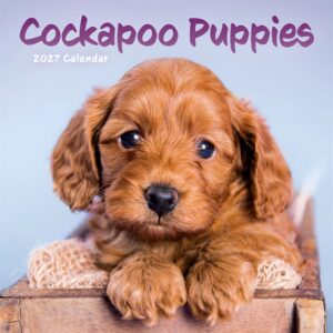 Cockapoo Puppies Mini Calendar 2027