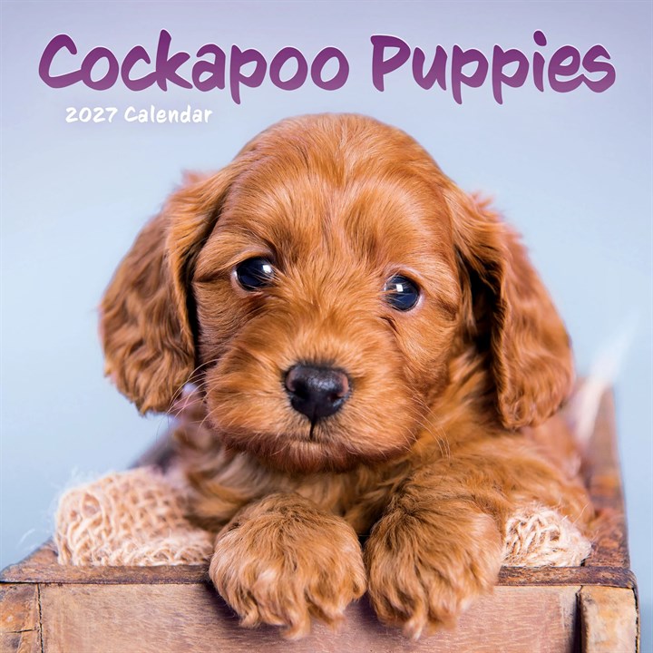 Cockapoo Puppies Mini Calendar 2027