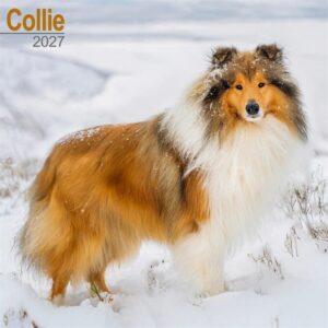 Collie Calendar 2027