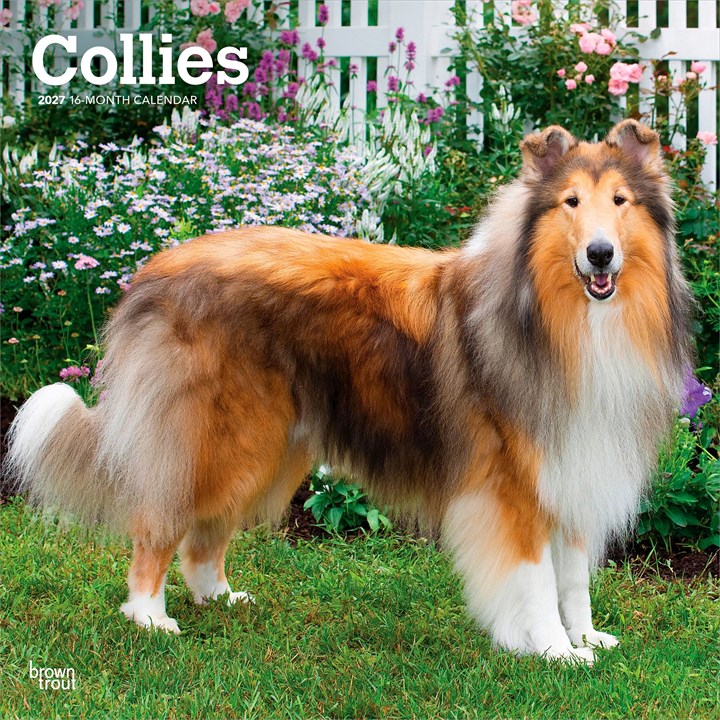 Collies Calendar 2027