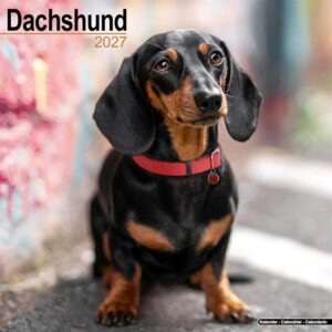 Dachshund Calendar 2027