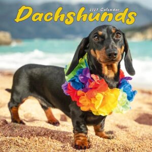 Dachshund Calendar 2027