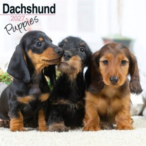 Dachshund Puppies Calendar 2027