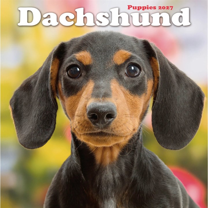 Dachshund Puppies Mini Calendar 2027
