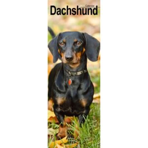 Dachshund Slim Calendar 2027