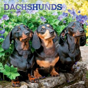 Dachshunds Calendar 2027