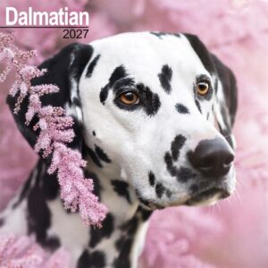 Dalmatian Calendar 2027