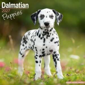 Dalmatian Puppies Calendar 2027