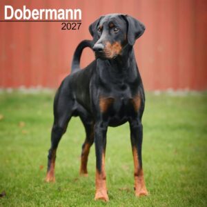 Dobermann Calendar 2027