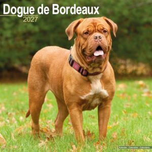 Dogue De Bordeaux Calendar 2027