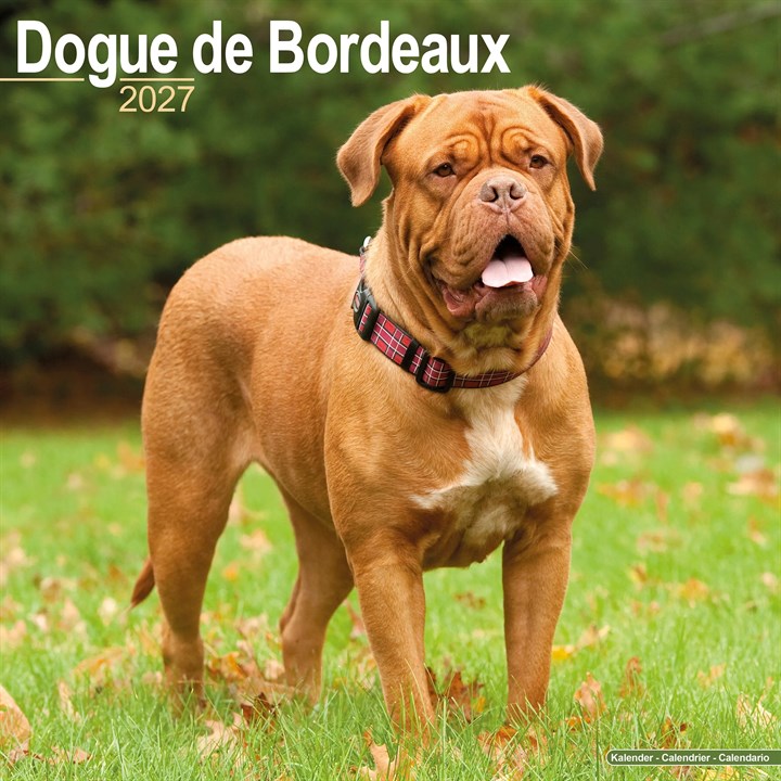 Dogue De Bordeaux Calendar 2027