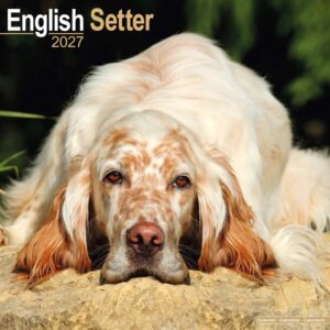 English Setter Calendar 2027