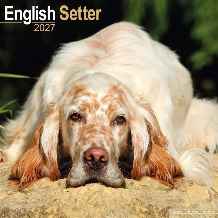 English Setter Calendar 2027