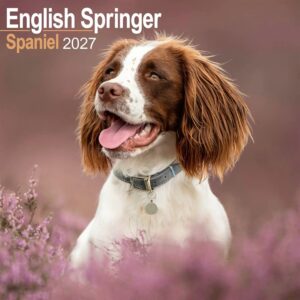 English Springer Spaniel Calendar 2027