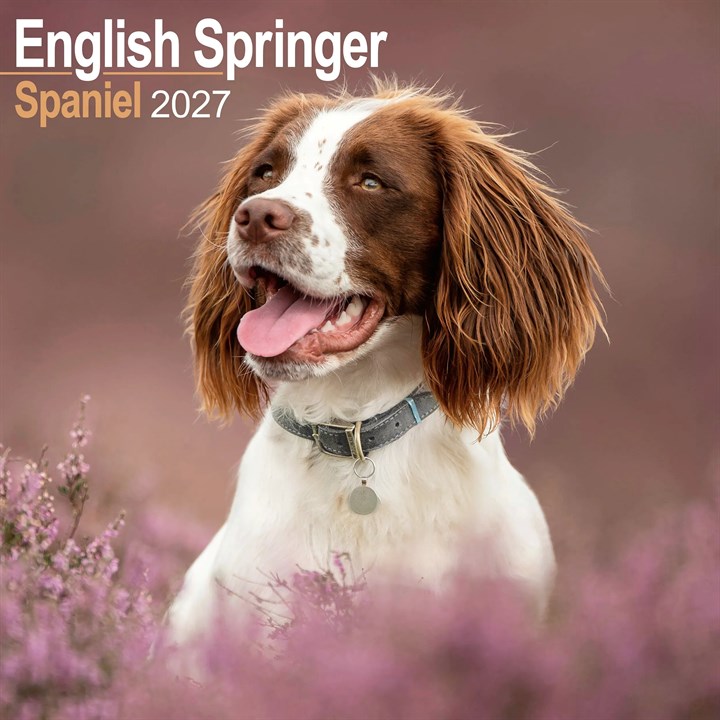 English Springer Spaniel Calendar 2027