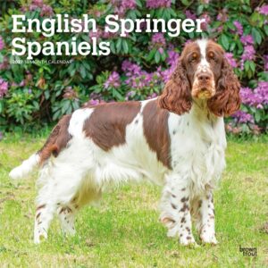 English Springer Spaniels Calendar 2027