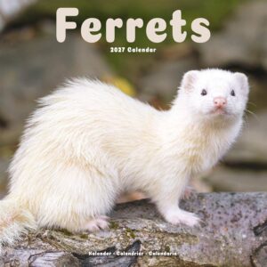 Ferrets Calendar 2027