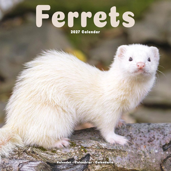 Ferrets Calendar 2027