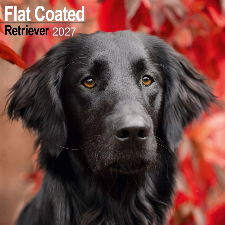 Flat Coated Retriever Calendar 2027