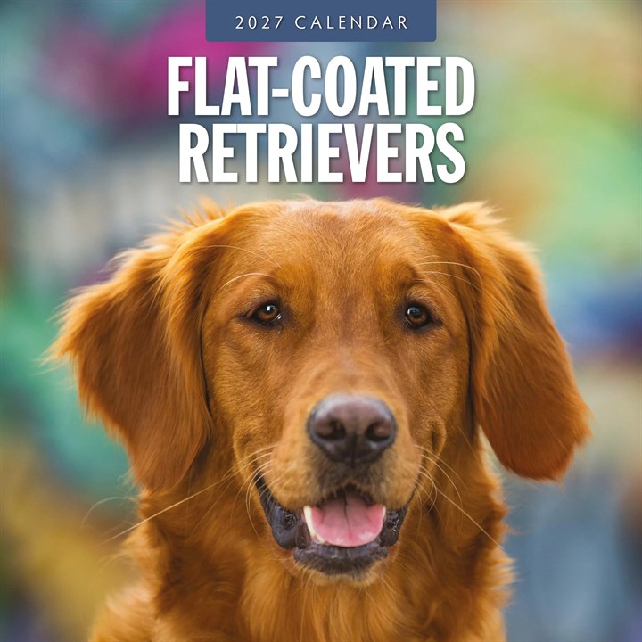 Flat Coated Retrievers Calendar 2027