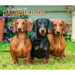 For The Love Of Dachshunds Deluxe Calendar 2027