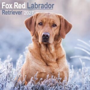 Fox Red Labrador Retriever Calendar 2027
