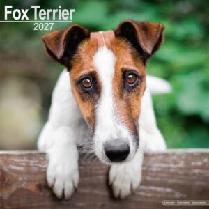 Fox Terrier Calendar 2027