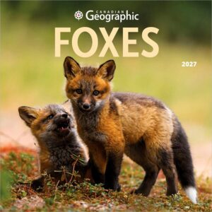 Foxes Calendar 2027