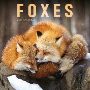Foxes Calendar 2027