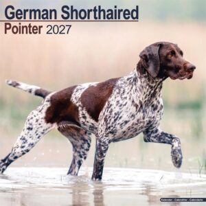 German Shorthaired Pointer Calendar 2027