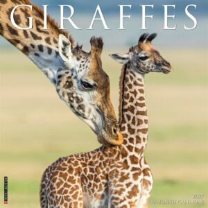 Giraffes Calendar 2027
