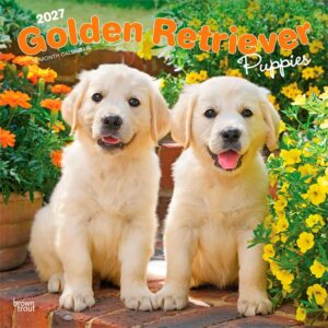 Golden Retriever Puppies Calendar 2027