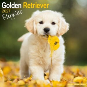 Golden Retriever Puppies Calendar 2027